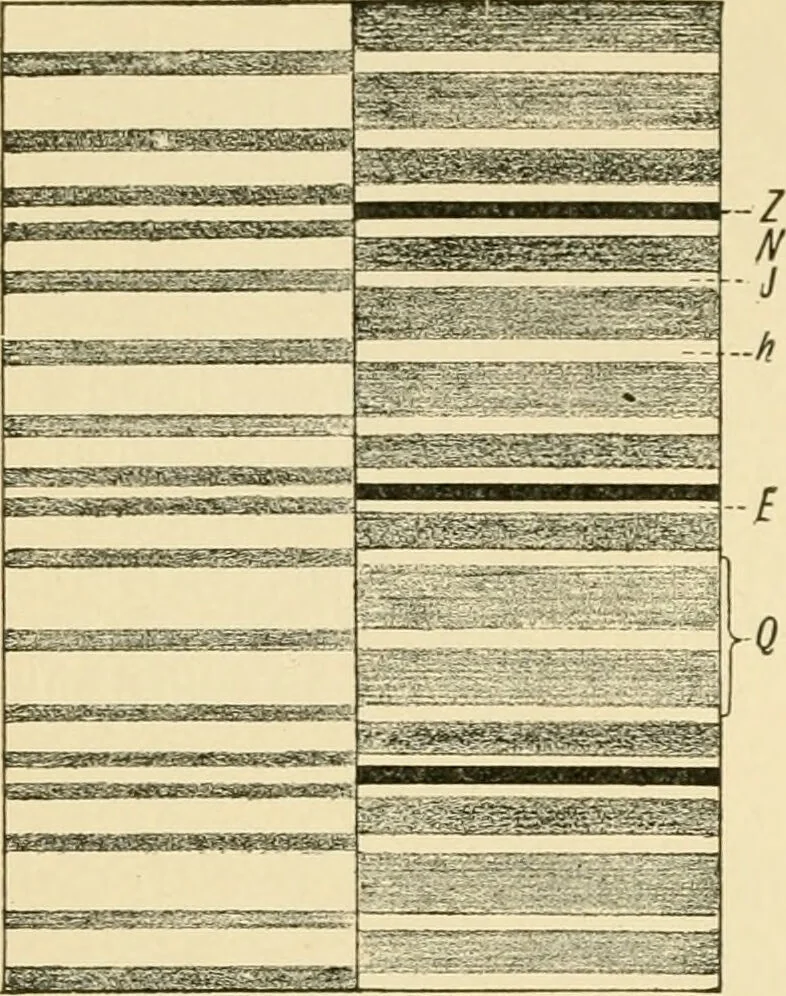 An illustration from Human physiology : prepared with special reference to students of medicine / by Joseph Howard Raymond., 1901, leaf 64