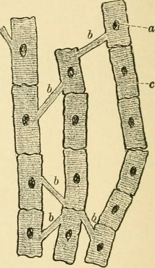 An illustration from Human physiology : prepared with special reference to students of medicine / by Joseph Howard Raymond., 1901, leaf 64
