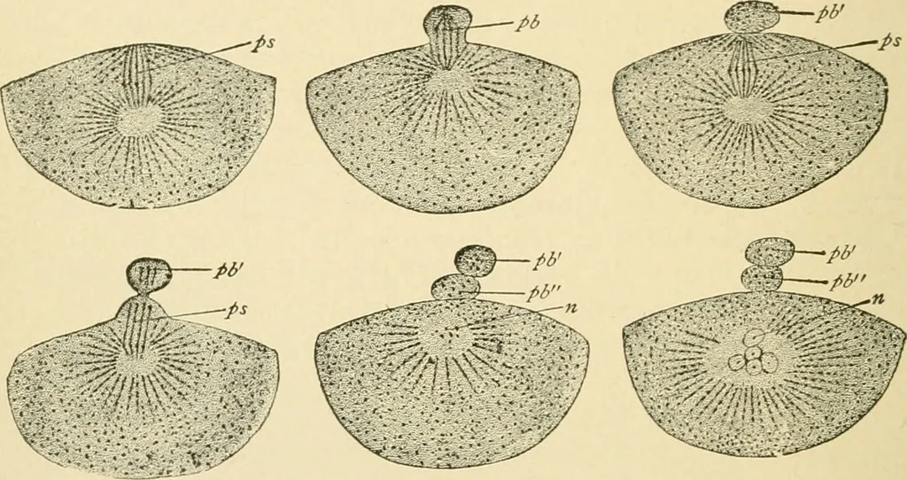 An illustration from Human physiology : prepared with special reference to students of medicine / by Joseph Howard Raymond., 1901, leaf 646