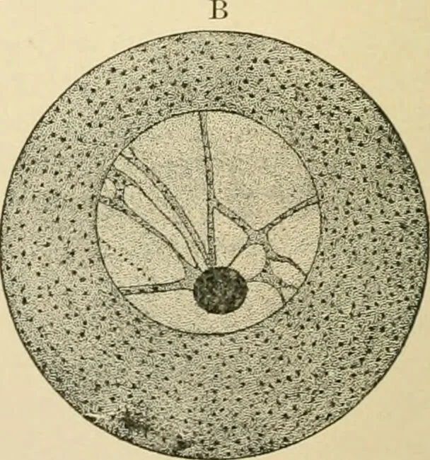 An illustration from Human physiology : prepared with special reference to students of medicine / by Joseph Howard Raymond., 1901, leaf 646