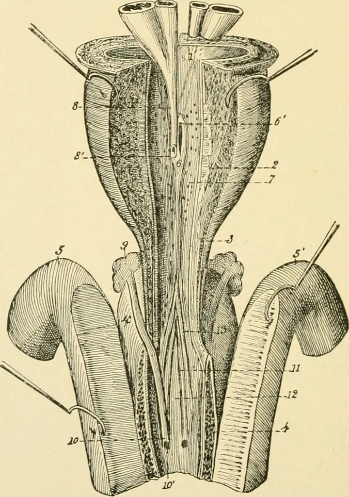 An illustration from Human physiology : prepared with special reference to students of medicine / by Joseph Howard Raymond., 1901, leaf 648