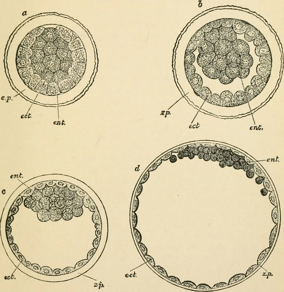 An illustration from Human physiology : prepared with special reference to students of medicine / by Joseph Howard Raymond., 1901, leaf 651
