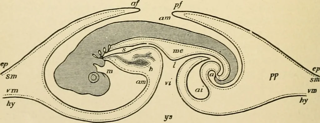 An illustration from Human physiology : prepared with special reference to students of medicine / by Joseph Howard Raymond., 1901, leaf 654