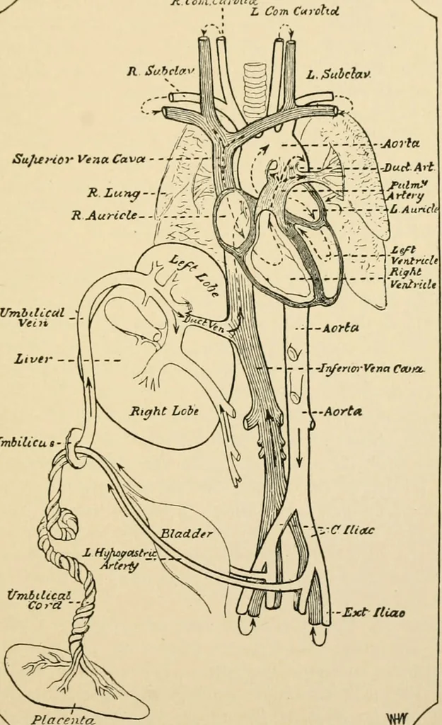 An illustration from Human physiology : prepared with special reference to students of medicine / by Joseph Howard Raymond., 1901, leaf 657
