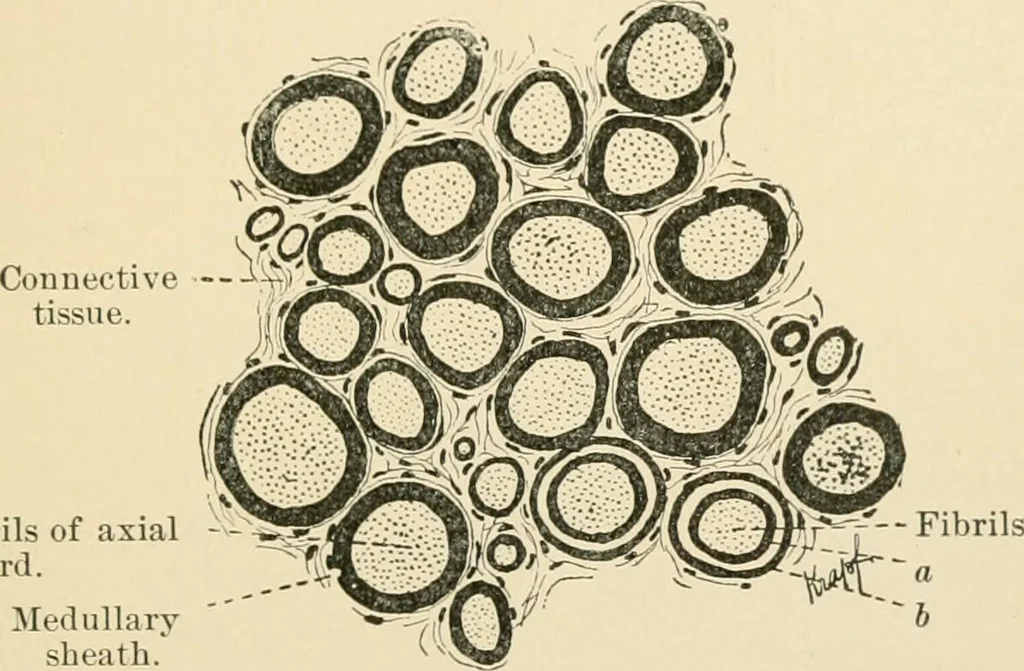 An illustration from Human physiology : prepared with special reference to students of medicine / by Joseph Howard Raymond., 1901, leaf 69