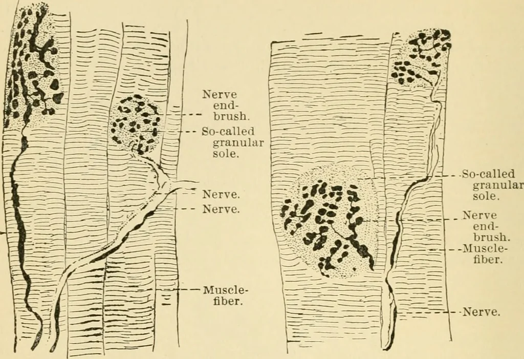 An illustration from Human physiology : prepared with special reference to students of medicine / by Joseph Howard Raymond., 1901, leaf 70