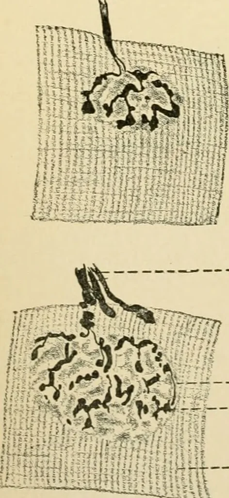 An illustration from Human physiology : prepared with special reference to students of medicine / by Joseph Howard Raymond., 1901, leaf 70