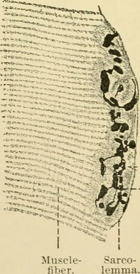 An illustration from Human physiology : prepared with special reference to students of medicine / by Joseph Howard Raymond., 1901, leaf 70
