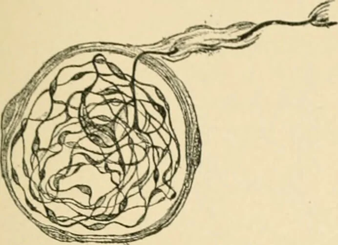 An illustration from Human physiology : prepared with special reference to students of medicine / by Joseph Howard Raymond., 1901, leaf 71