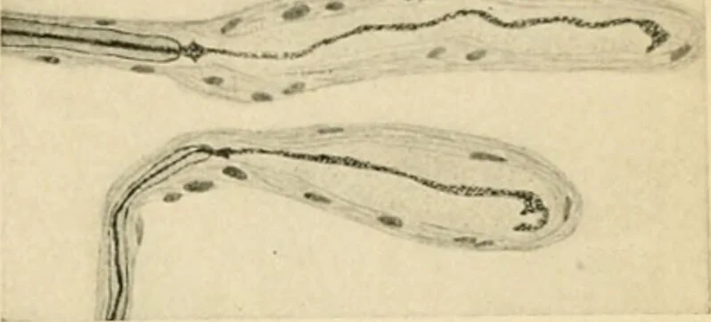 An illustration from Human physiology : prepared with special reference to students of medicine / by Joseph Howard Raymond., 1901, leaf 71