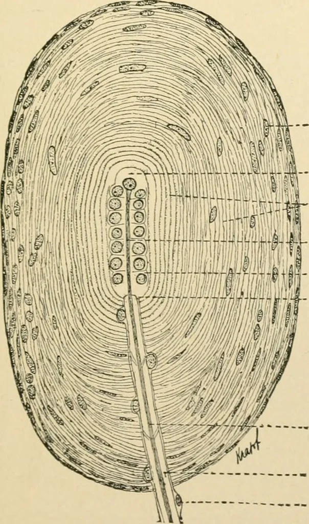 An illustration from Human physiology : prepared with special reference to students of medicine / by Joseph Howard Raymond., 1901, leaf 71