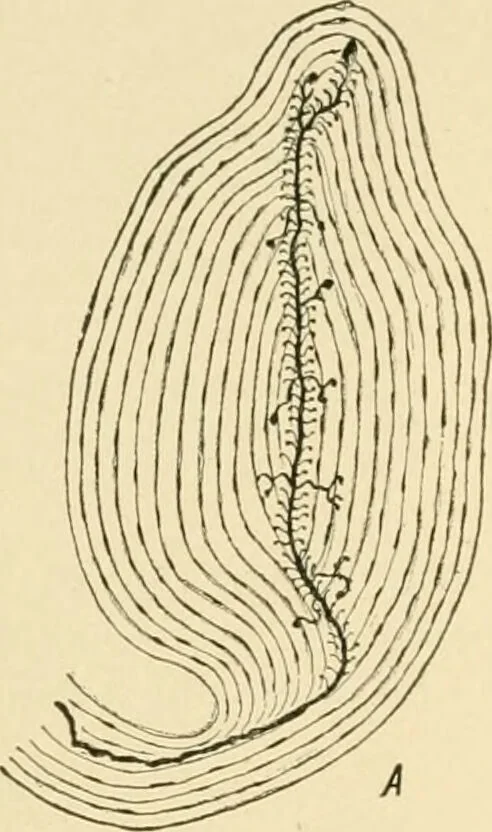 An illustration from Human physiology : prepared with special reference to students of medicine / by Joseph Howard Raymond., 1901, leaf 72