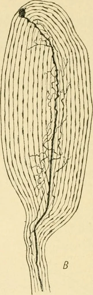 An illustration from Human physiology : prepared with special reference to students of medicine / by Joseph Howard Raymond., 1901, leaf 72