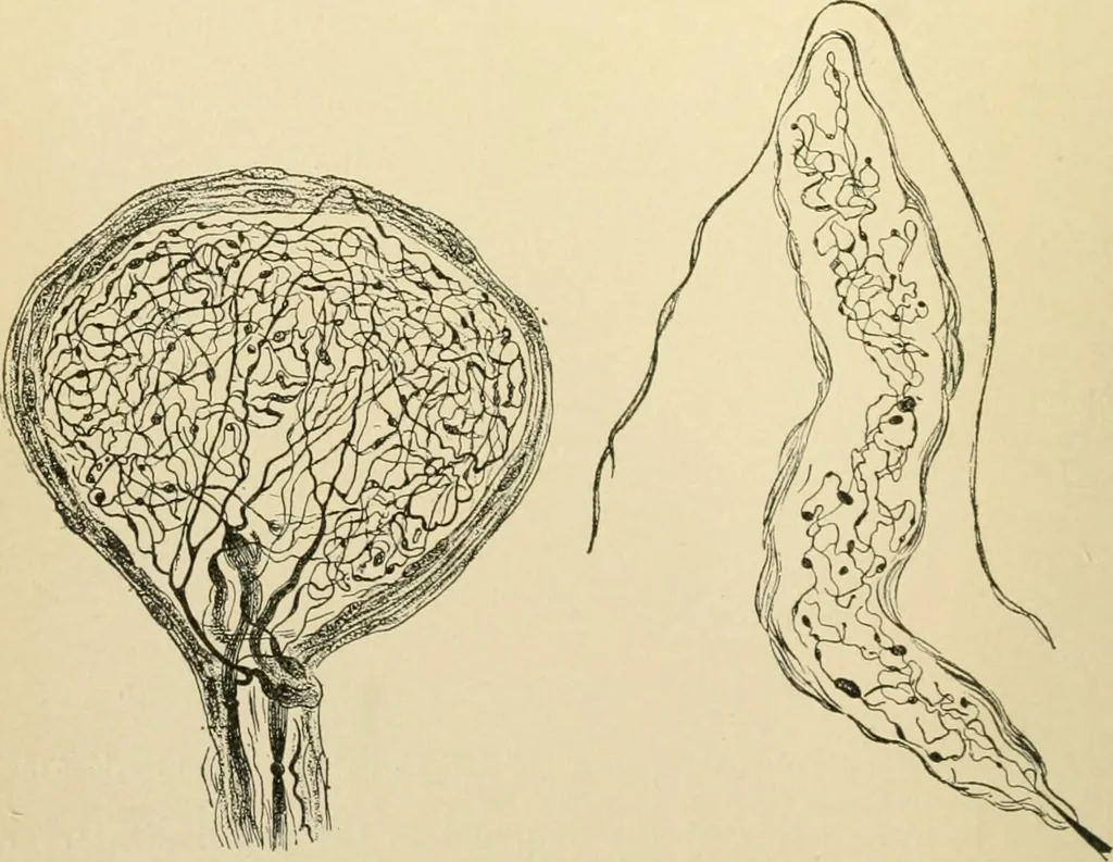 An illustration from Human physiology : prepared with special reference to students of medicine / by Joseph Howard Raymond., 1901, leaf 72