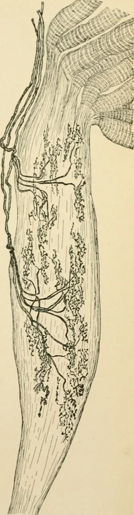 An illustration from Human physiology : prepared with special reference to students of medicine / by Joseph Howard Raymond., 1901, leaf 73