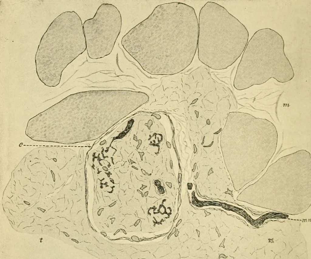 An illustration from Human physiology : prepared with special reference to students of medicine / by Joseph Howard Raymond., 1901, leaf 74