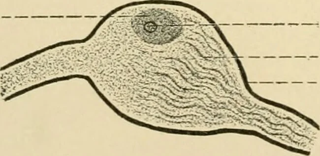 An illustration from Human physiology : prepared with special reference to students of medicine / by Joseph Howard Raymond., 1901, leaf 74