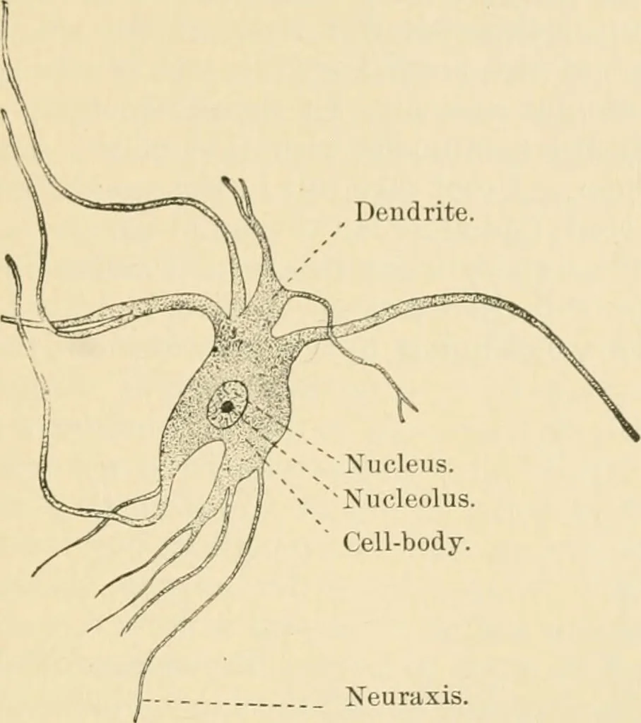 An illustration from Human physiology : prepared with special reference to students of medicine / by Joseph Howard Raymond., 1901, leaf 75