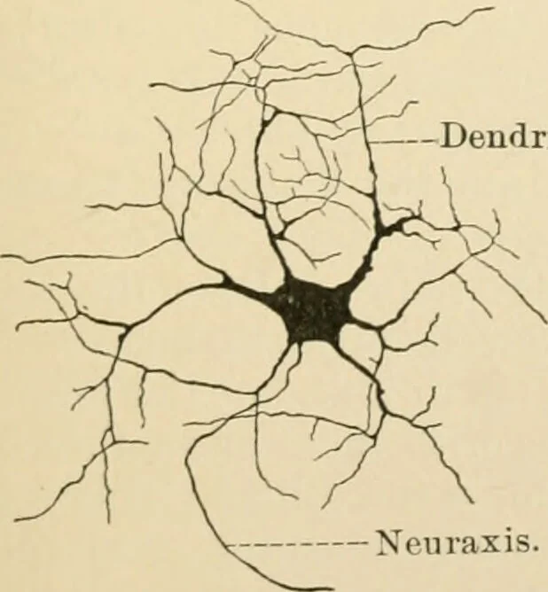 An illustration from Human physiology : prepared with special reference to students of medicine / by Joseph Howard Raymond., 1901, leaf 75