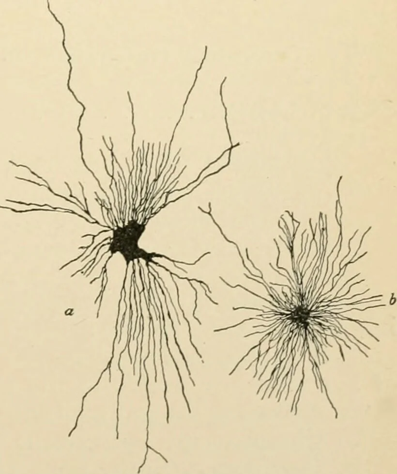 An illustration from Human physiology : prepared with special reference to students of medicine / by Joseph Howard Raymond., 1901, leaf 77