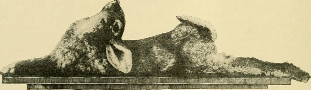 An illustration from The principles and practice of modern surgery / by Roswell Park ... with 722 engravings and 60 full-page plates in colors and monochrome., 1907, leaf 108