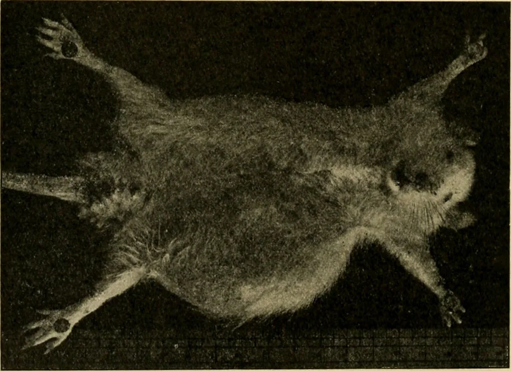 An illustration from The principles and practice of modern surgery / by Roswell Park ... with 722 engravings and 60 full-page plates in colors and monochrome., 1907, leaf 352