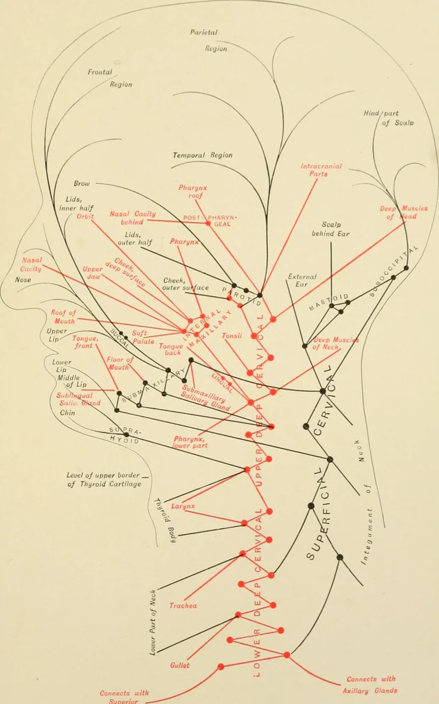 An illustration from The principles and practice of modern surgery / by Roswell Park ... with 722 engravings and 60 full-page plates in colors and monochrome., 1907, leaf 431