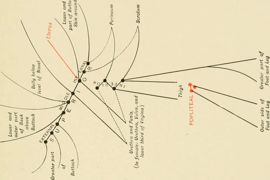 An illustration from The principles and practice of modern surgery / by Roswell Park ... with 722 engravings and 60 full-page plates in colors and monochrome., 1907, leaf 433