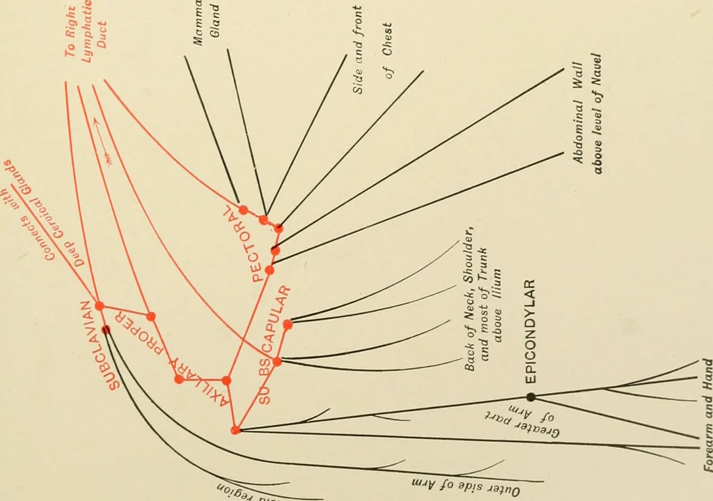 An illustration from The principles and practice of modern surgery / by Roswell Park ... with 722 engravings and 60 full-page plates in colors and monochrome., 1907, leaf 433