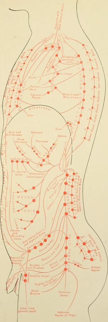 An illustration from The principles and practice of modern surgery / by Roswell Park ... with 722 engravings and 60 full-page plates in colors and monochrome., 1907, leaf 435