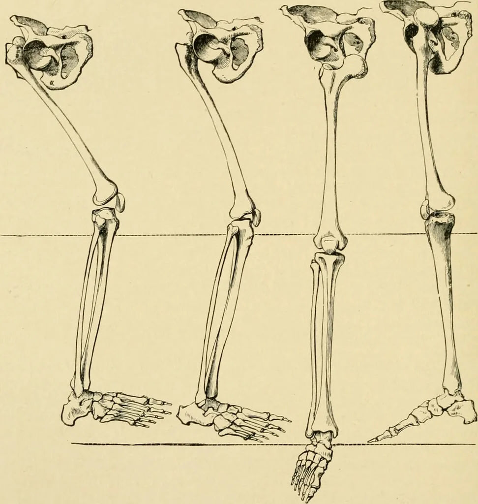 An illustration from The principles and practice of modern surgery / by Roswell Park ... with 722 engravings and 60 full-page plates in colors and monochrome., 1907, leaf 622