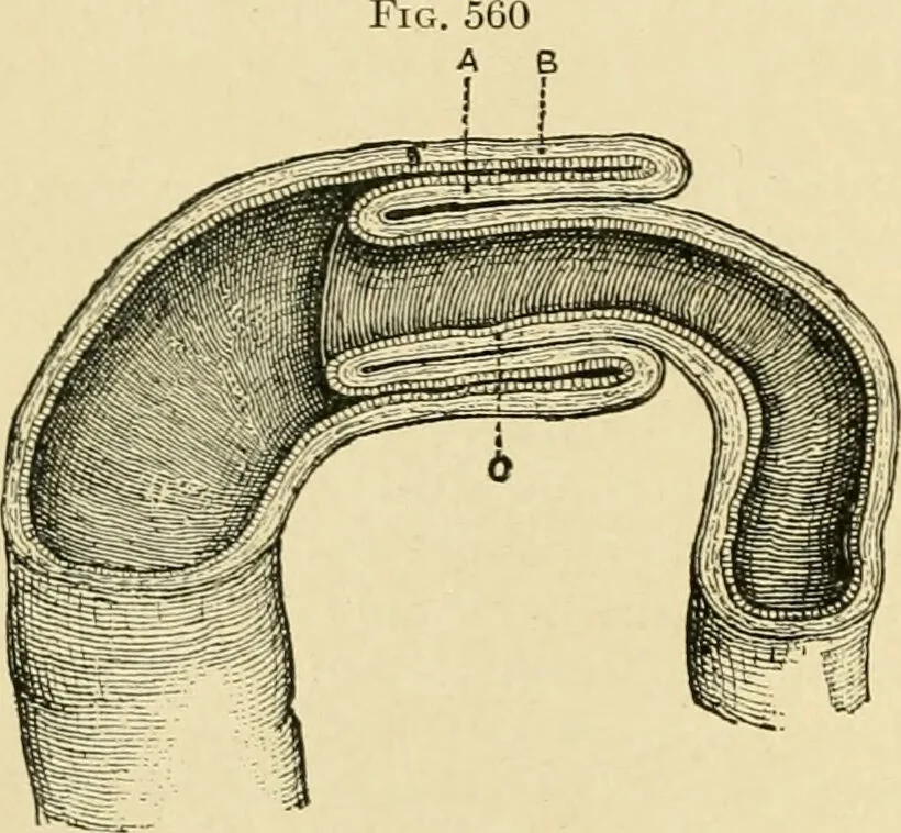 An illustration from The principles and practice of modern surgery / by Roswell Park ... with 722 engravings and 60 full-page plates in colors and monochrome., 1907, leaf 930