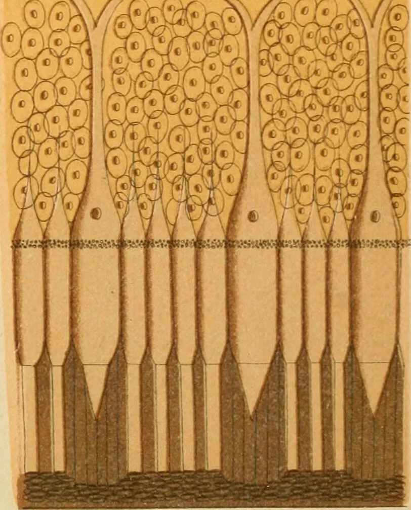 An illustration from An atlas of anatomy, or, Pictures of the human body in twenty-four quartro coloured plates comprising one hundred separate figures, with descriptive Letterpress / by Fenwick Miller., 1879, leaf 101