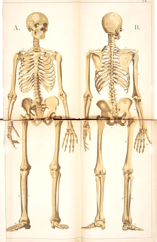 An illustration from An atlas of anatomy, or, Pictures of the human body in twenty-four quartro coloured plates comprising one hundred separate figures, with descriptive Letterpress / by Fenwick Miller., 1879, leaf 38