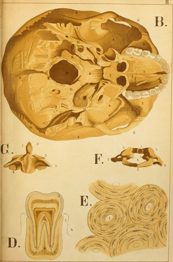 An illustration from An atlas of anatomy, or, Pictures of the human body in twenty-four quartro coloured plates comprising one hundred separate figures, with descriptive Letterpress / by Fenwick Miller., 1879, leaf 41