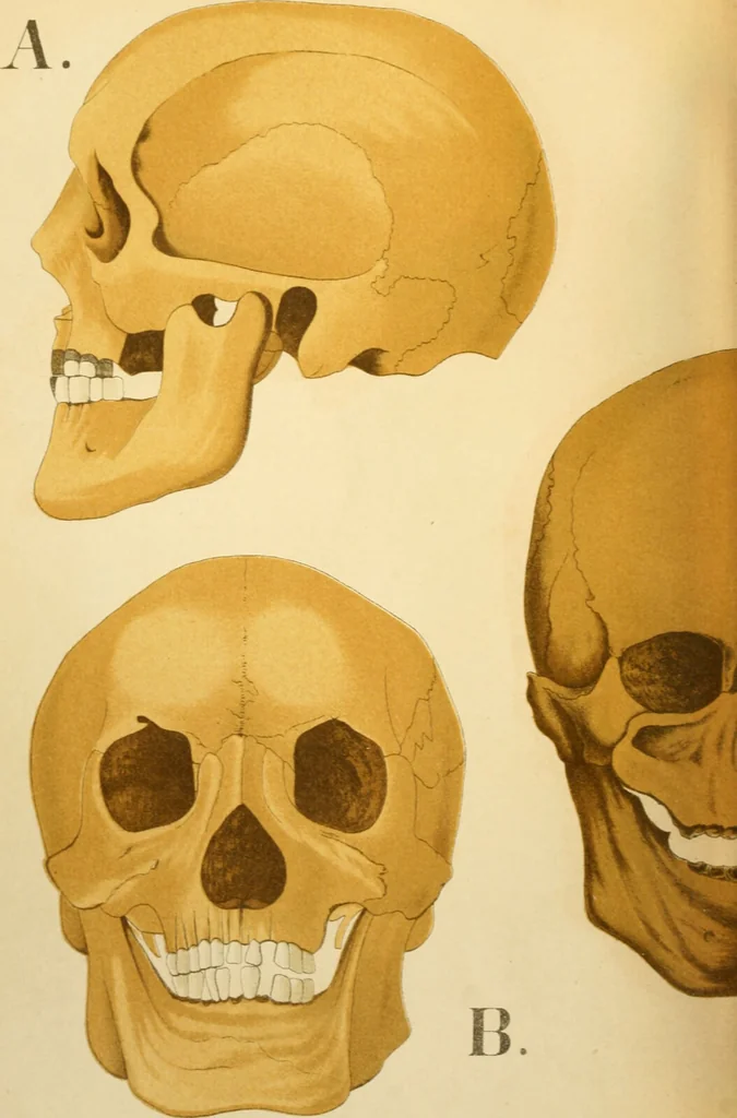 An illustration from An atlas of anatomy, or, Pictures of the human body in twenty-four quartro coloured plates comprising one hundred separate figures, with descriptive Letterpress / by Fenwick Miller., 1879, leaf 44