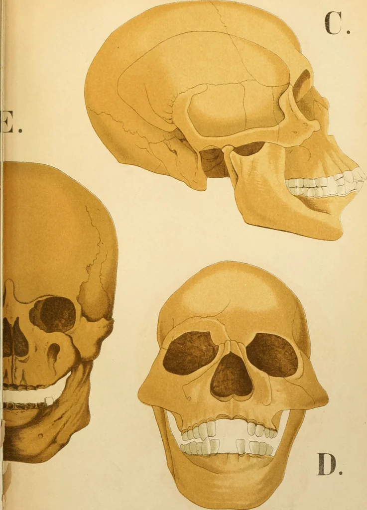 An illustration from An atlas of anatomy, or, Pictures of the human body in twenty-four quartro coloured plates comprising one hundred separate figures, with descriptive Letterpress / by Fenwick Miller., 1879, leaf 45