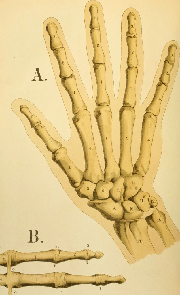 An illustration from An atlas of anatomy, or, Pictures of the human body in twenty-four quartro coloured plates comprising one hundred separate figures, with descriptive Letterpress / by Fenwick Miller., 1879, leaf 52