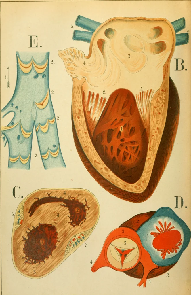 An illustration from An atlas of anatomy, or, Pictures of the human body in twenty-four quartro coloured plates comprising one hundred separate figures, with descriptive Letterpress / by Fenwick Miller., 1879, leaf 62