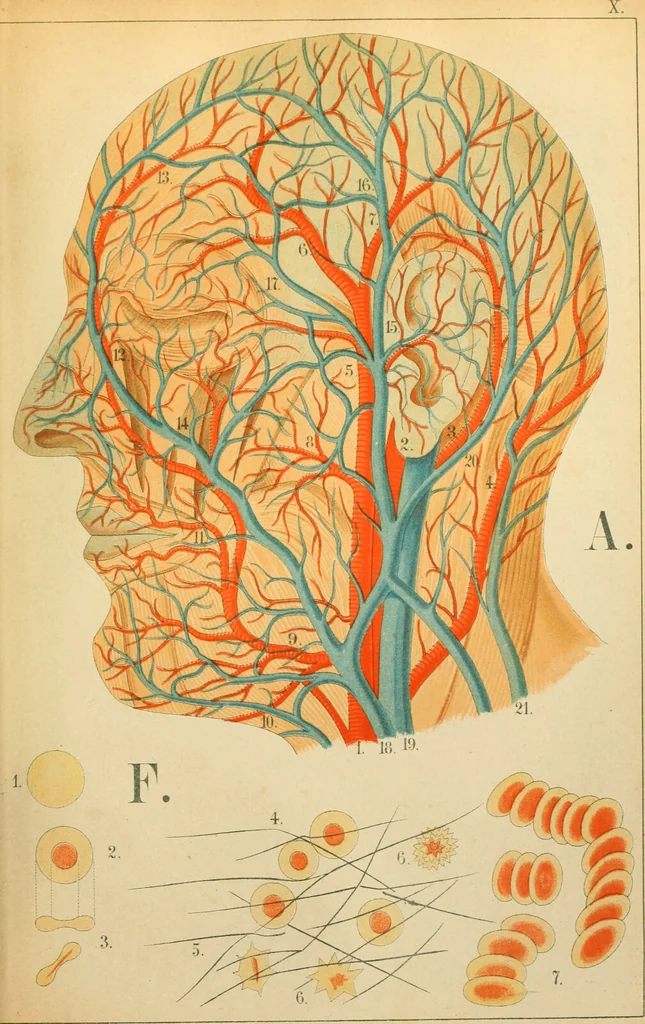 An illustration from An atlas of anatomy, or, Pictures of the human body in twenty-four quartro coloured plates comprising one hundred separate figures, with descriptive Letterpress / by Fenwick Miller., 1879, leaf 63