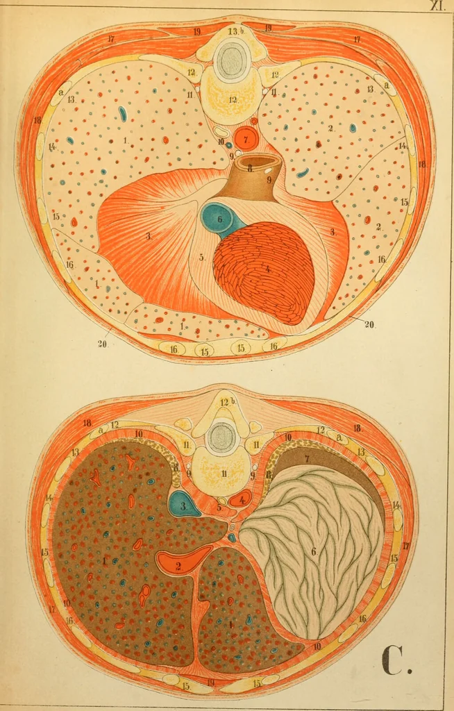 An illustration from An atlas of anatomy, or, Pictures of the human body in twenty-four quartro coloured plates comprising one hundred separate figures, with descriptive Letterpress / by Fenwick Miller., 1879, leaf 67