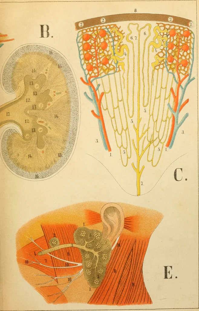 An illustration from An atlas of anatomy, or, Pictures of the human body in twenty-four quartro coloured plates comprising one hundred separate figures, with descriptive Letterpress / by Fenwick Miller., 1879, leaf 79
