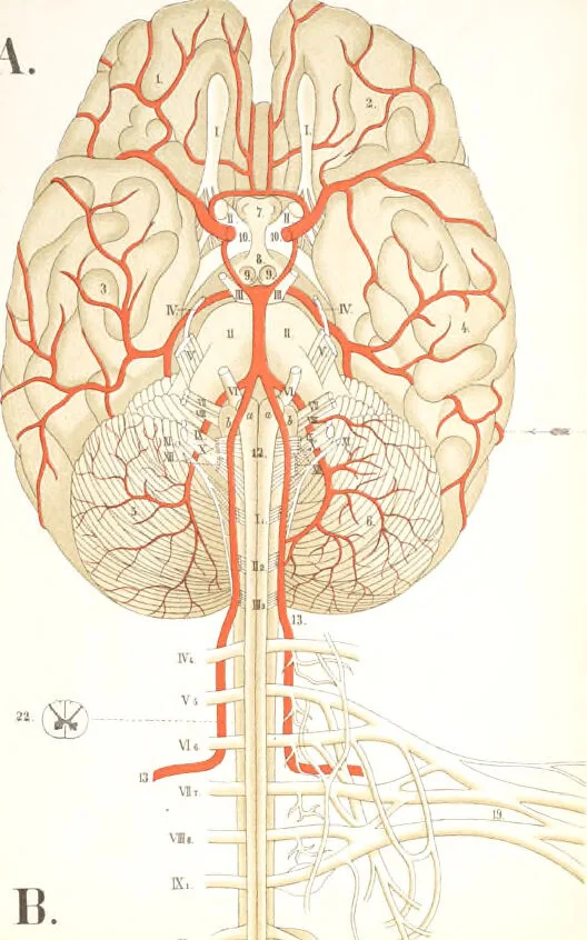 An illustration from An atlas of anatomy, or, Pictures of the human body in twenty-four quartro coloured plates comprising one hundred separate figures, with descriptive Letterpress / by Fenwick Miller., 1879, leaf 86