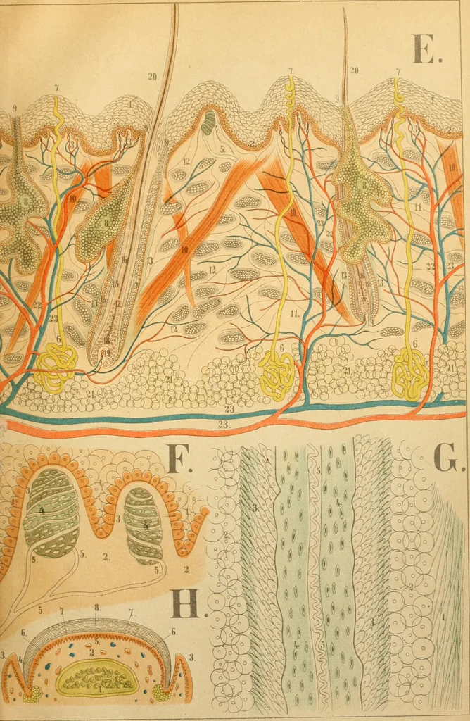 An illustration from An atlas of anatomy, or, Pictures of the human body in twenty-four quartro coloured plates comprising one hundred separate figures, with descriptive Letterpress / by Fenwick Miller., 1879, leaf 89
