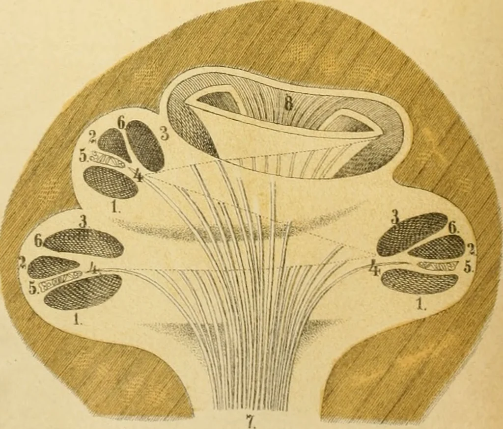 An illustration from An atlas of anatomy, or, Pictures of the human body in twenty-four quartro coloured plates comprising one hundred separate figures, with descriptive Letterpress / by Fenwick Miller., 1879, leaf 92