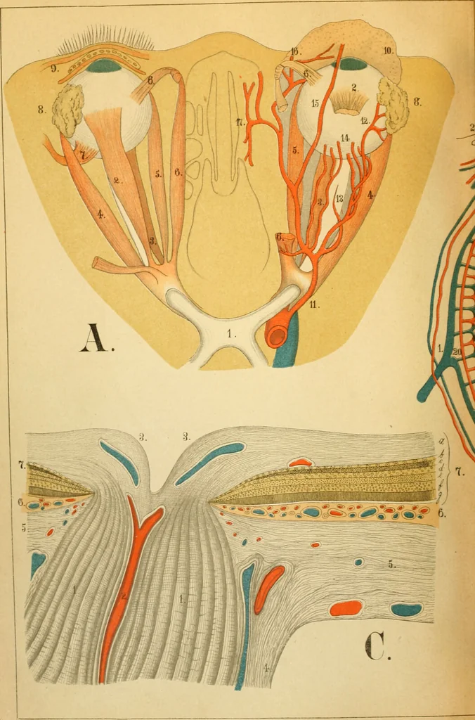 An illustration from An atlas of anatomy, or, Pictures of the human body in twenty-four quartro coloured plates comprising one hundred separate figures, with descriptive Letterpress / by Fenwick Miller., 1879, leaf 96