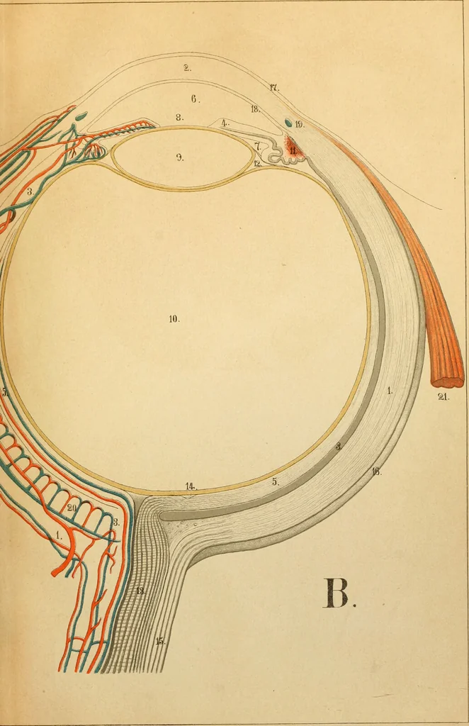 An illustration from An atlas of anatomy, or, Pictures of the human body in twenty-four quartro coloured plates comprising one hundred separate figures, with descriptive Letterpress / by Fenwick Miller., 1879, leaf 97