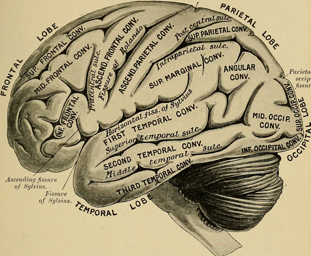 An illustration from Surgical diagnosis / by Edward Martin ... illustrated with 445 engravings and 18 plates in colors and monochrome., 1909, leaf 155