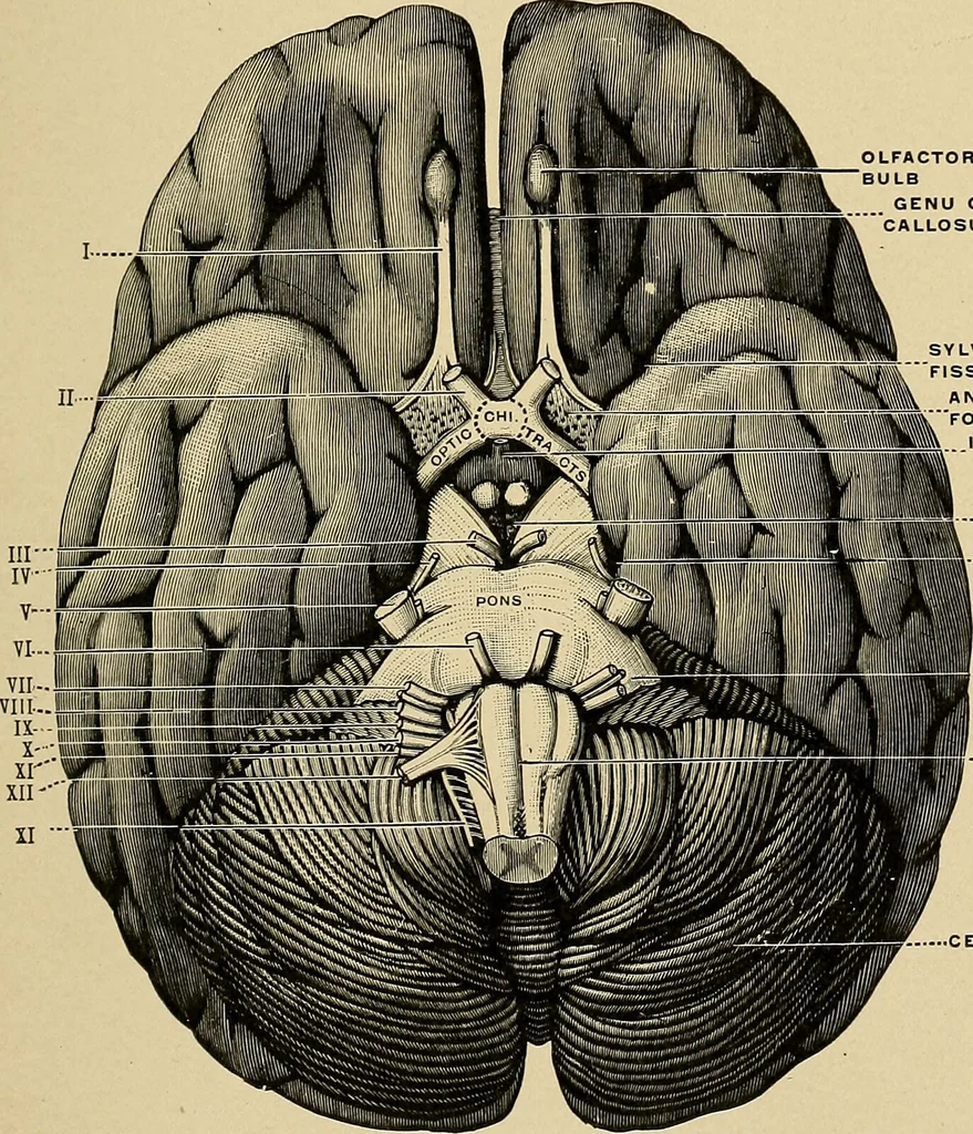 An illustration from Surgical diagnosis / by Edward Martin ... illustrated with 445 engravings and 18 plates in colors and monochrome., 1909, leaf 163