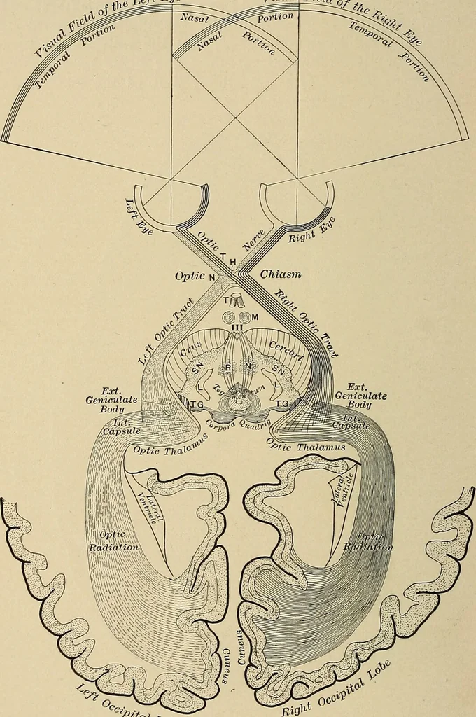 An illustration from Surgical diagnosis / by Edward Martin ... illustrated with 445 engravings and 18 plates in colors and monochrome., 1909, leaf 164